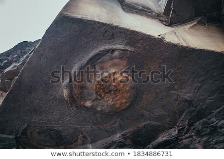 Stock photo: Ammonite Fossils On A Rock