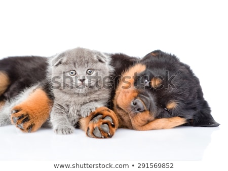 Foto stock: Newborn Puppy Rottweiler