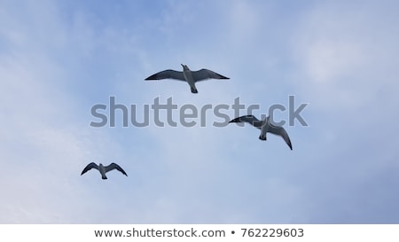 Foto stock: A Flock Of Seagulls Flying Fast In The Blue Sky