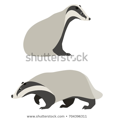 Zdjęcia stock: Cartoon Badger Walking