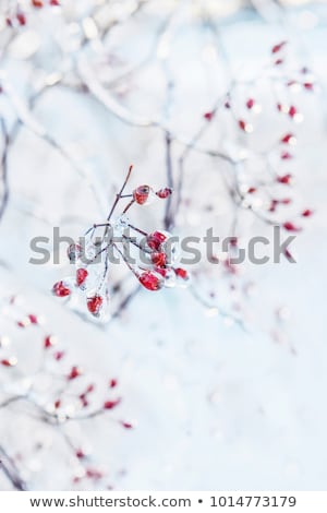 Stock foto: Frozen Red Viburnum On Branches