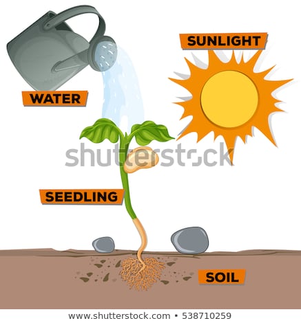 Stock fotó: Diagram Showing Plant Growing From Water And Sunlight