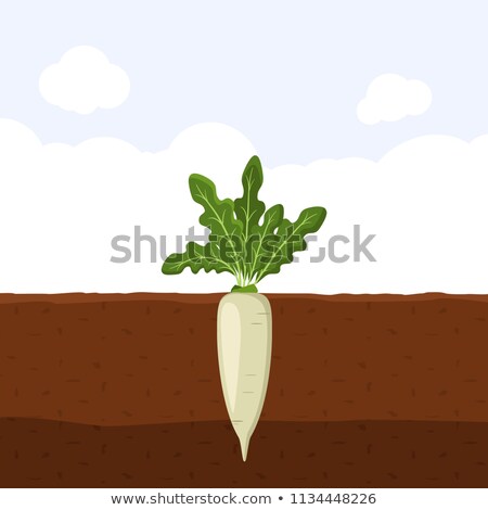 Foto stock: Plant With Roots Flat Vector Icon Garden