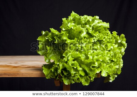 Stock fotó: Green Organic Lettuce Salad Leaf On Black Wet Background