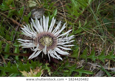 ストックフォト: Carlina Acaulis