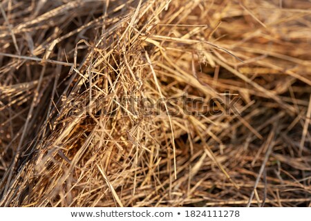 Foto stock: Single Blade Of Grass Vintage