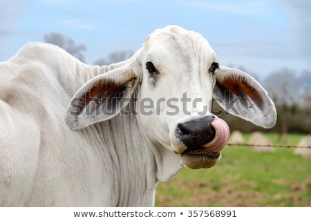 Сток-фото: орова · крупного · рогатого · скота · на · американской · зеленой · траве