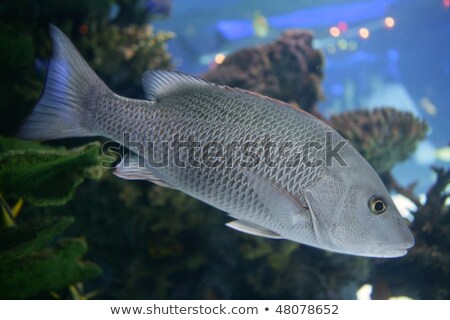 Foto stock: Indo · peixe · de · água · salgada · pargo · com · escamas · cinzentas · nadando