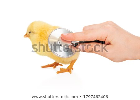 Stock photo: Poultry Health