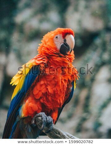 Stok fotoğraf: Scarlet Macaw Eating A Walnut