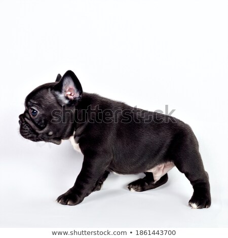 Stock photo: Happy Labrador Retriever Posing In White Photo Studio