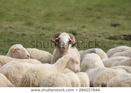 Foto stock: Sheep With Horns On Iceland