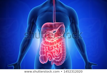 ストックフォト: Human Gastrointestinal Tract Abstract Background