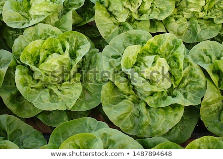 Stockfoto: Little Gem Lettuce