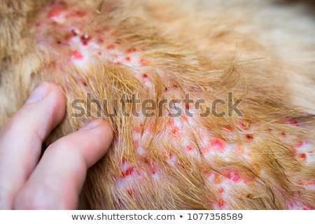 Foto stock: Veterinarian Treats Skin Disease Of A Dog