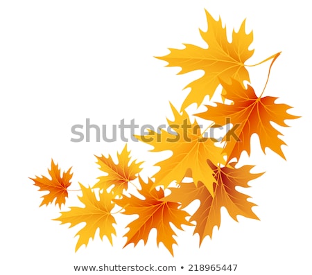 Foto stock: Branch With Maple Leaves On Autumn Park Background