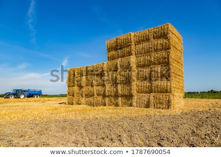 Stock photo: Straw Bales On Farmland