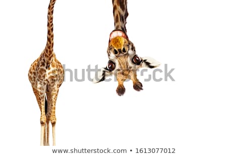 Imagine de stoc: Giraffe In The Wild