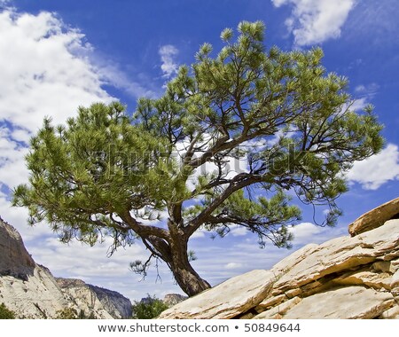 ストックフォト: Angels Landing Bonsai