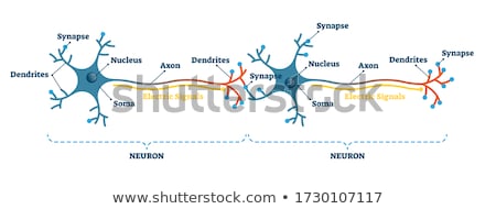 Stock fotó: Synapse And Neuron Cells