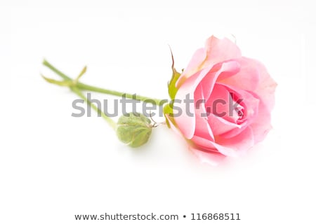 Сток-фото: One Fresh Pink Rose Over White Background