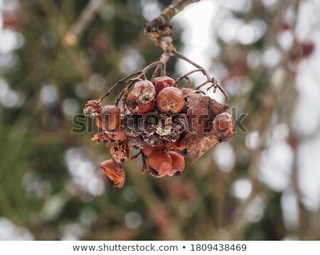 Сток-фото: Autumn Mountain Ash Branch With Leaves Isolated On A White Backg
