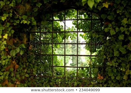 Stock foto: Red And Green Ivy Surround Windows On Castle