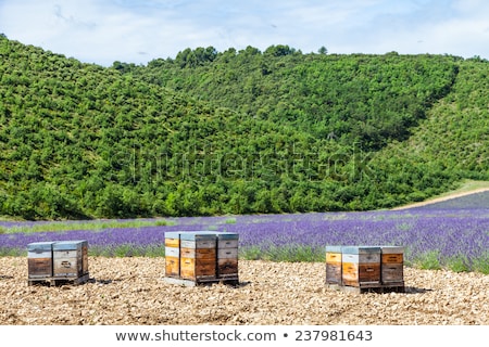 Foto d'archivio: Beehive Close To Lavander Field