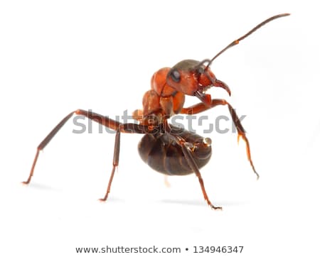 Stock photo: Ant Warrior