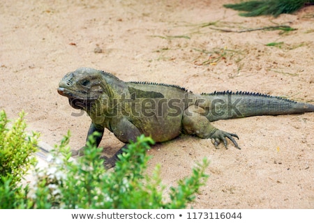 Stock fotó: One Rhinoceros Iguana