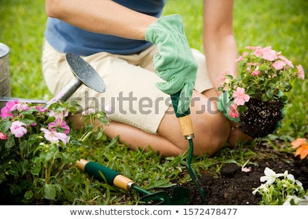 Stock photo: A Flowering Plant