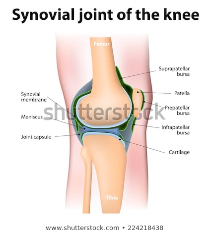 Stok fotoğraf: Synovial Bursa