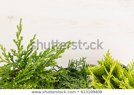 Stok fotoğraf: Eco Border Of Green Young Conifer Branches Close Up On Beige Wood Board Background