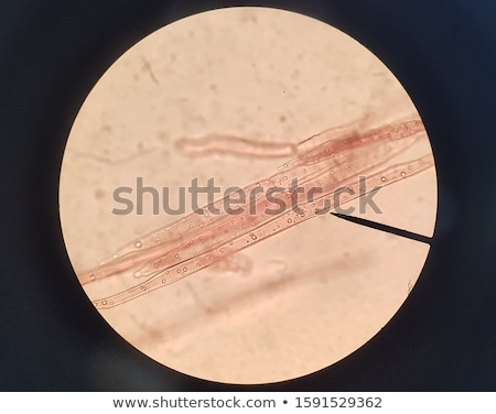Zdjęcia stock: Old Microscope Slide