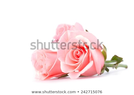 Stock foto: Three Pink Roses