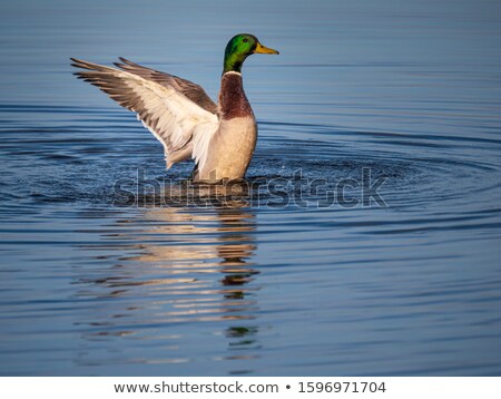 Stock photo: Colourful Male Mallard Duck Anas Platyrhynchos In A Lake