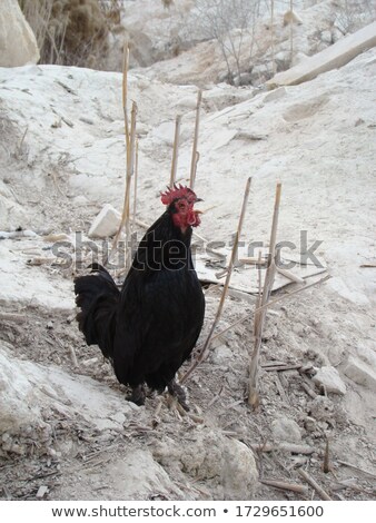 Stock fotó: Black Dwarf Rooster On White Background