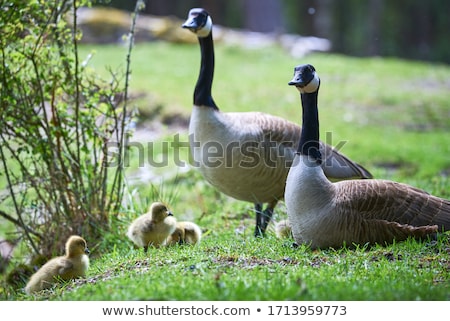 Zdjęcia stock: Closeup Of A Canada Goose Branta Canadensis