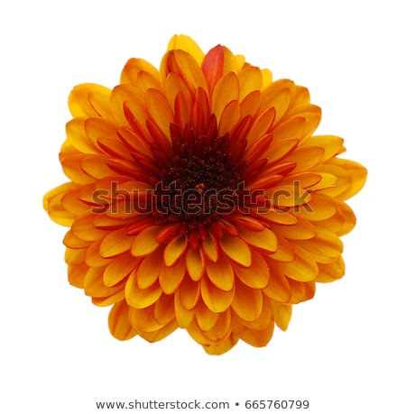 Foto stock: Red Autumn Chrysanthemum Isolated On White