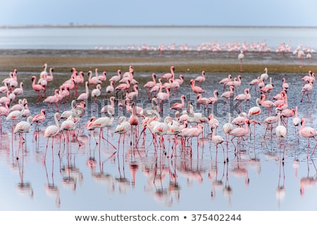 Stok fotoğraf: Flamingo Flying - Namibia