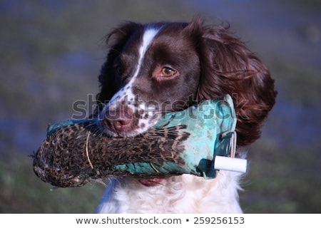 Stok fotoğraf: Working Type English Springer Spaniel Carrying A Pheasant