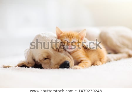 Stok fotoğraf: Golden Retriever Relaxing