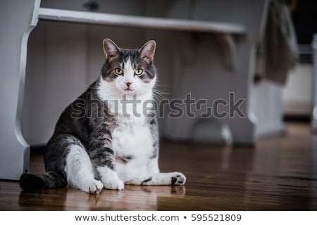 Stock photo: A Fat Cat