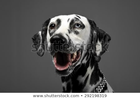 Сток-фото: Cute Dalmatians Portrait In Gray Background Photo Studio