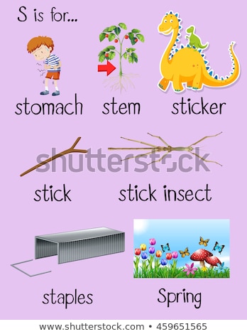Foto stock: Flashcard Letter S Is For Stem