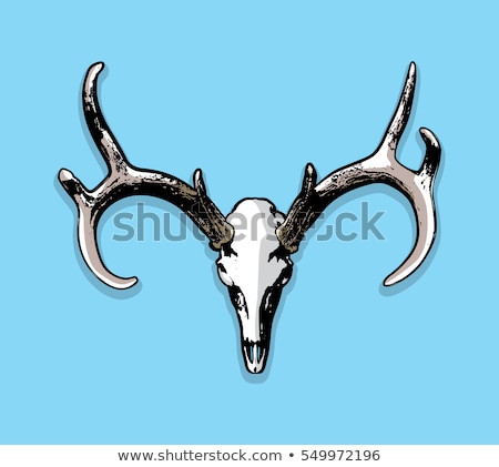 Foto stock: Whitetail Deer European Mount Skull And Antlers Illustration