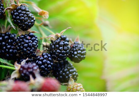 Сток-фото: Blackberry Bush With Berries