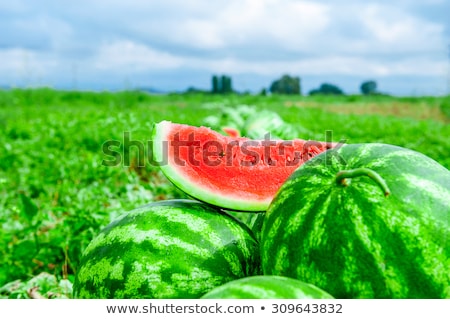 [[stock_photo]]: Watermelon Or Melon Planting In Field And Farmer