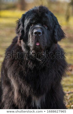 Zdjęcia stock: Portrait Of An Adorable Newfoundland Dog