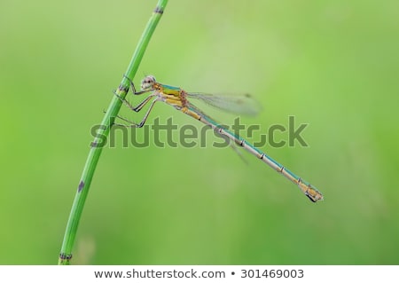 Foto stock: Emerald Damselfly Lestes Sponsa